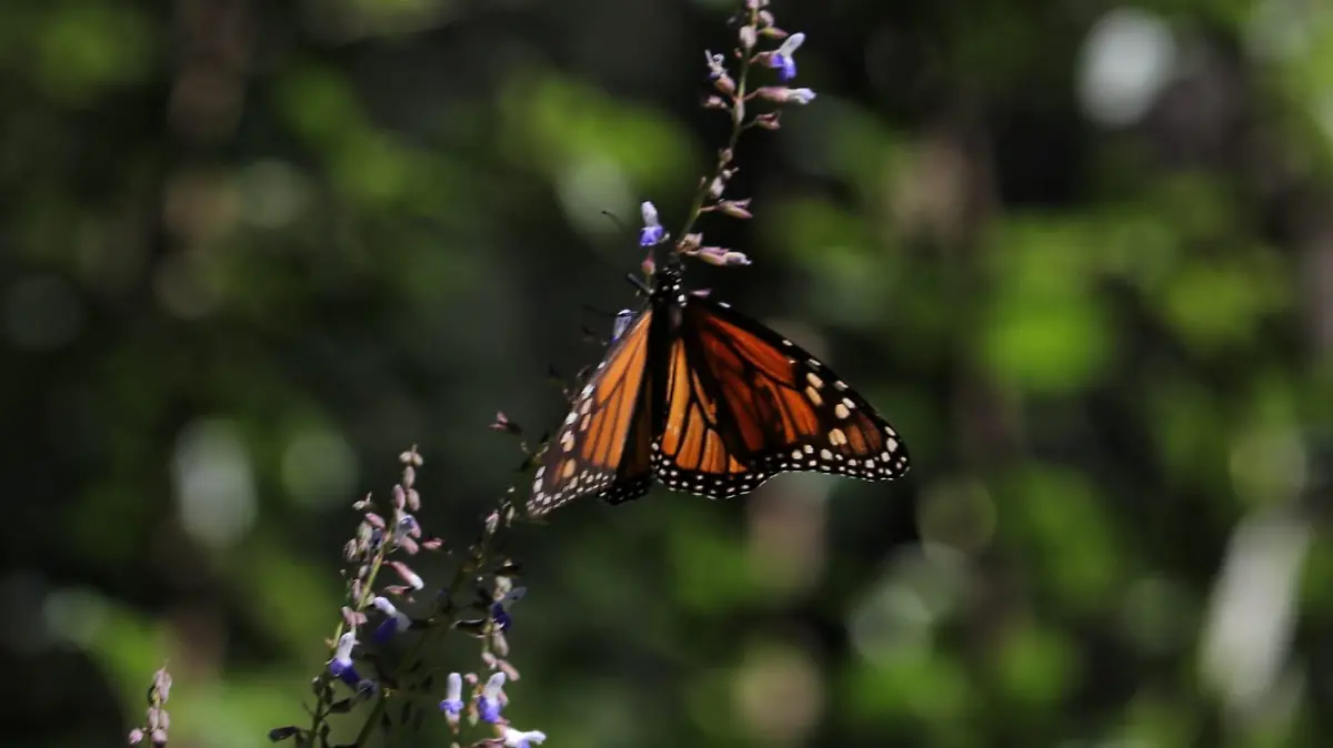 mariposa monarca